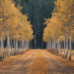 Sève de bouleau : bienfaits, vertus et utilisation pour la santé