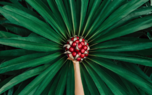 Huile de palme et santé : bienfaits, risques et conseils de consommation 1 Huile de palme et santé : bienfaits, risques et conseils de consommation