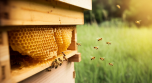 Les dangers du miel : ce qu’il faut savoir avant d’en consommer 1 Les dangers du miel : ce qu’il faut savoir avant d’en consommer
